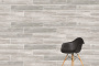 Aspenwood Керамогранит Норковый K945696R 20х120 Aspenwood Керамогранит Норковый K945696R 20х120