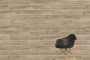 Aspenwood Керамогранит Бежевый K946242R 20х120 Aspenwood Керамогранит Бежевый K946242R 20х120